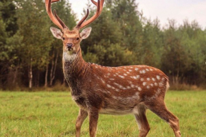 Dappled deer Dappled deer